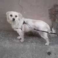 حیوان گم شده