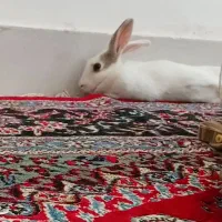 خرگوش خانگی