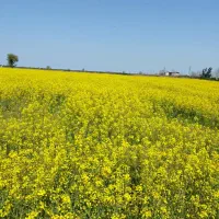 مشارکت زمین ۶۰۰ و ۴۰۰ متری در ساری آگهی مطالعه شود