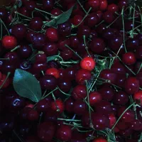 آلبالو درشت و آبدار و گوشتی