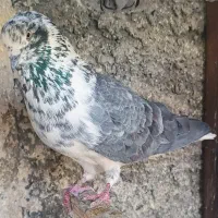 پرنده