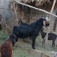 نریگ بزرگ
