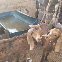 کهره پاکستانی