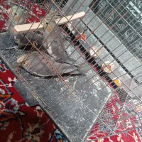 عروس هلندی سیانور