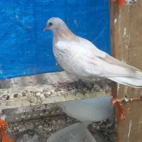 دوعدد تکپر