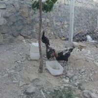 مرغ لاری