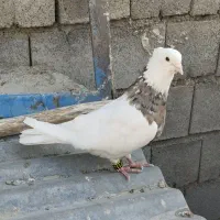 کبوتر طوقی