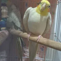 عروس هلندی سخنگو