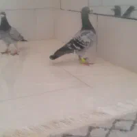 پرنده|پرنده|گرمخان, |دیوار