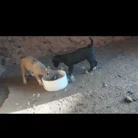 توله نر خراسانی