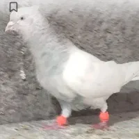 کبوتر کله مقبول لیمویی