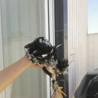 خروس سلطان و لهستانی