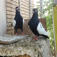 سینه سیاه چینگ سفید کله سیاه چینگ سفید