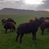 قوچ قره قزل  سه ساله