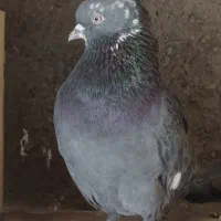 کبوتر نر زاغ سبز