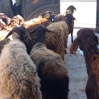 گوسفندزنده جهت قربانی بره ومیش پرواری