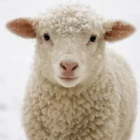 چوبدار.  عشایر.   دام.   گوشتی وبهداشتی