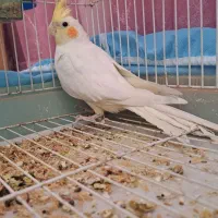 عروس هلندی