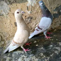 کبوتر|پرنده|بیرجند, |دیوار