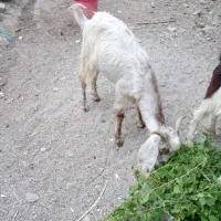 کره نر پاکستانی