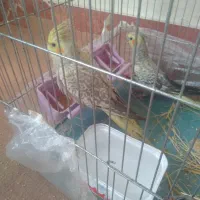 عروس هلندی جفت جوان
