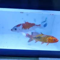 ماهی کوی شهرری