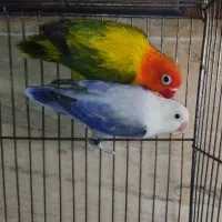 جفت مولد طوطی برزیلی  یووینگ دبل فاکتور حلقه پا