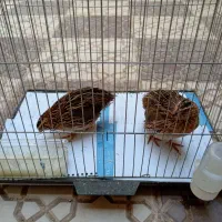 یک جفت بلدرچین خونگی و سرحال