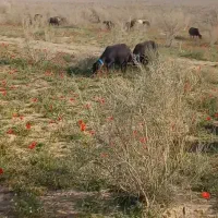 بره نر همو