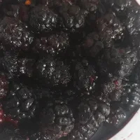 توت سیاه ( توه رشه)