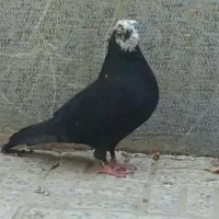 سیاه کله سفید نر