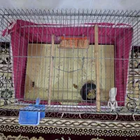 قفس با تمام وسایل