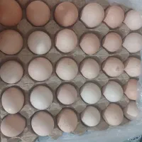 تخم مرغ محلی درشت وتازه نطفه دار