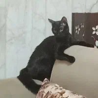 گربه dsh