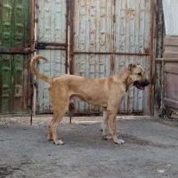 سگ سرابی 19 ماهه سالم و درشت جثه