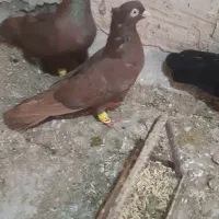 زاغ ابادانی