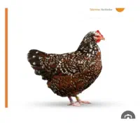 فروش مرغ گلین اصل