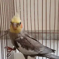 یک جفت عروس هلندی مولد نر وماده بالغ