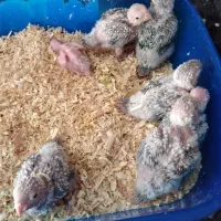 جوجه گرینچیک سرلاکی