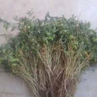 نخود سبز