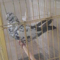 کبوتر نر و کبوتر ماده تکی و جفتی