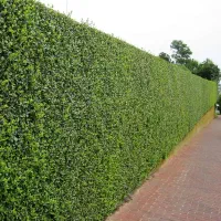 تفکیک زمین با دیوار سبز باسیم فولادی چک مدت دار