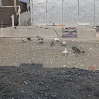 کفتر|پرنده|بندر ترکمن, |دیوار