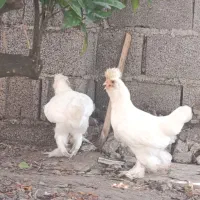خروس و مرغ پا پری