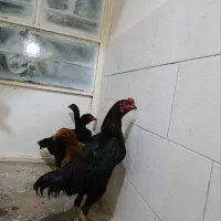لاری|حیوانات مزرعه|باقرشهر, |دیوار