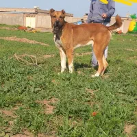 سگ خراسانی دوسالو نیم نگهبان