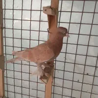 کبوتر ی رنگی پاپر
