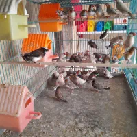 پرنده سرای مهدیس ،،انواع پرنده