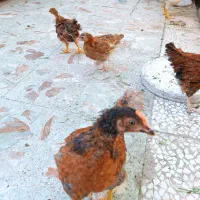 نوچه مرغ وخروس