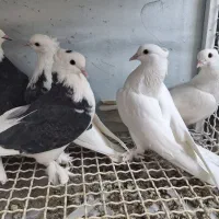 تعدادی جوجه از نسل هماسرور کاکلی پاپر